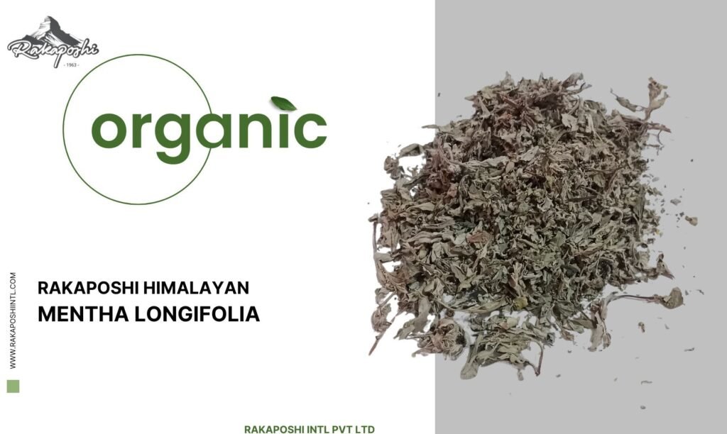 mentha longifolia 1 mentha longifolia 1