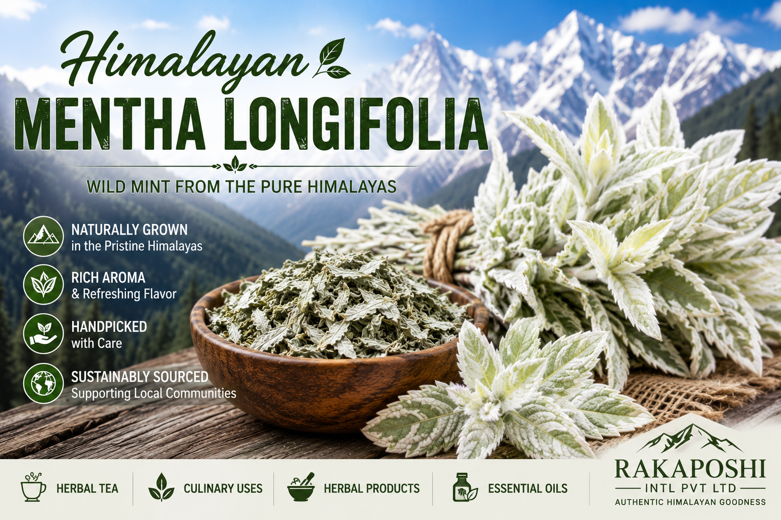 Himalayan Mentha Longifolia